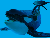 Why whales have bent dorsal fins